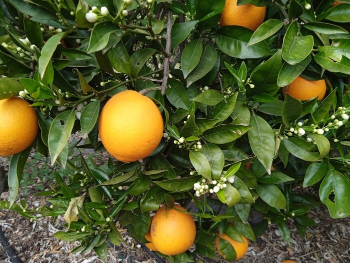 NARANJA NAVELATE ECOLÓGICA. 5KG image