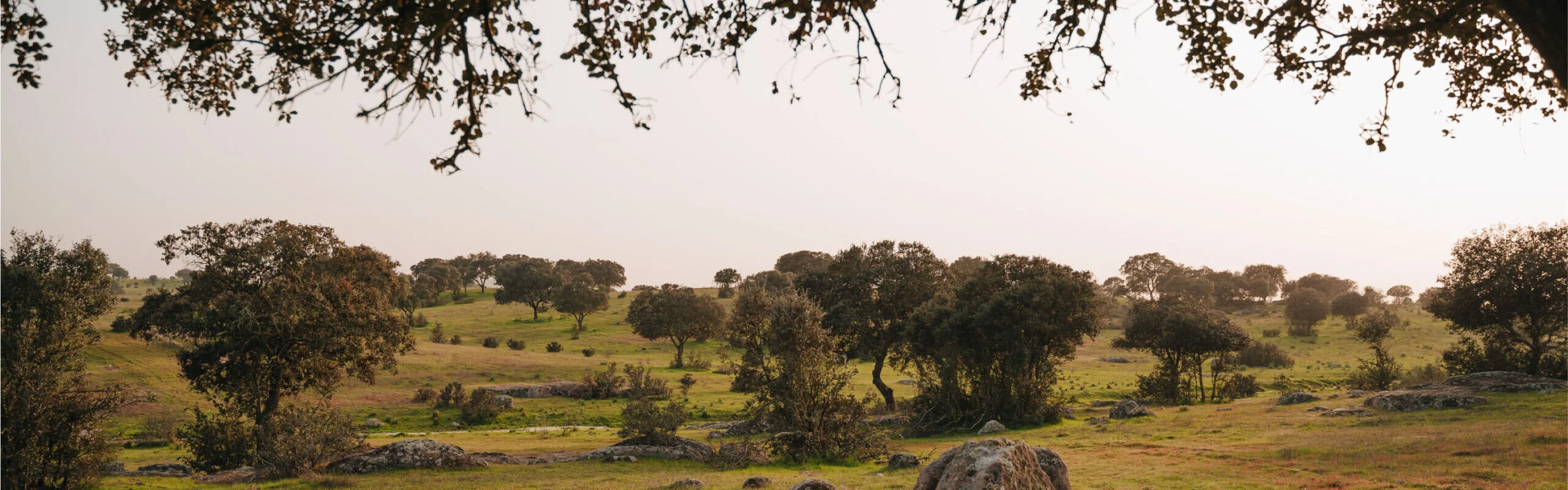 landscape-of-the-extremadura-pasture-in-farm-full-of-holm-oaks-and-various-trees-of.webp